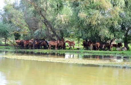 Danube Biospheric Reserve