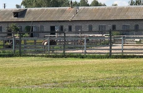 Ostrich Farm Dolina Strausov