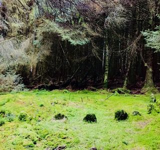 Loughermore Forest