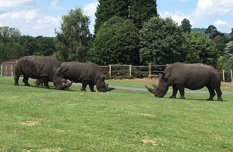 West Midland Safari Park