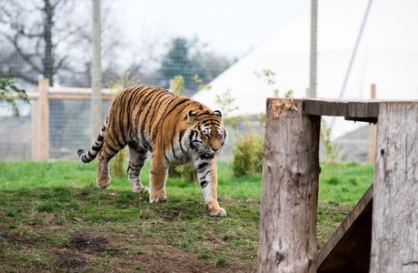 Yorkshire Wildlife Park