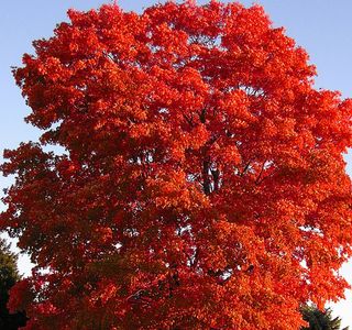 Maple Tree