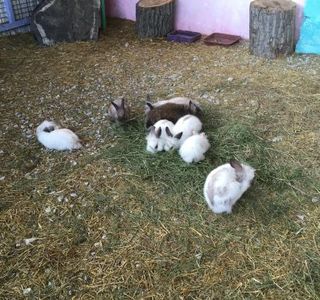 Touching Zoo Vesyolaya Ferma