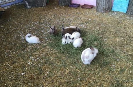 Touching Zoo Vesyolaya Ferma
