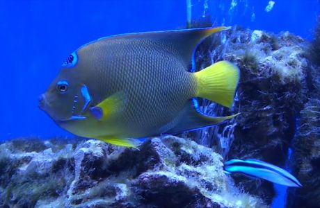 Oceanarium RIF