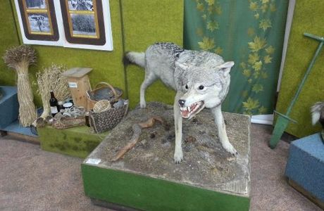 The Forest Museum