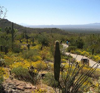 Arizona-Sonora Desert Museum