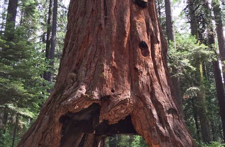 Calaveras Big Trees State Park