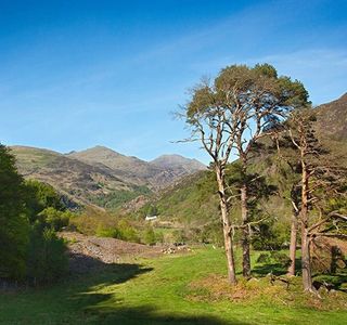 Beddgelert Forest