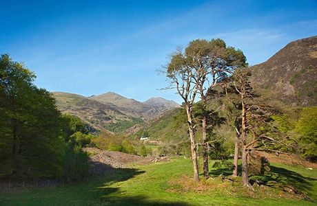 Beddgelert Forest