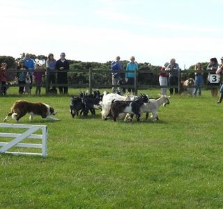 Pembrokeshire Sheepdogs