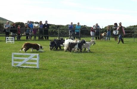 Pembrokeshire Sheepdogs