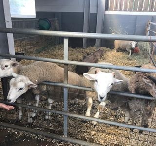 Cefn Mably Farm Park