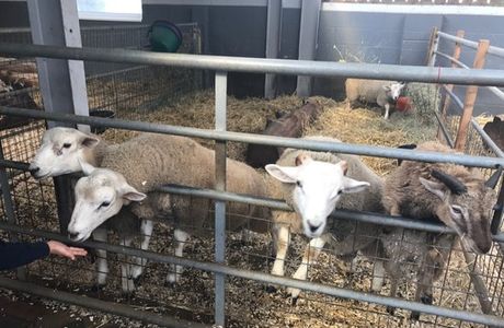 Cefn Mably Farm Park