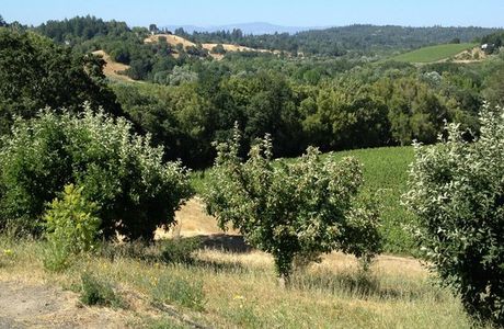 Iron Horse Vineyards