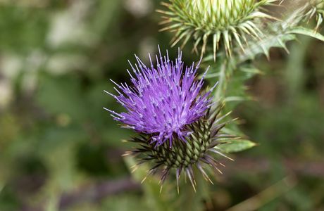 Wild Thistle