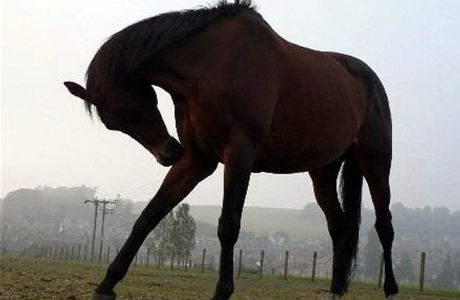 Pathhead Equestrian Centre