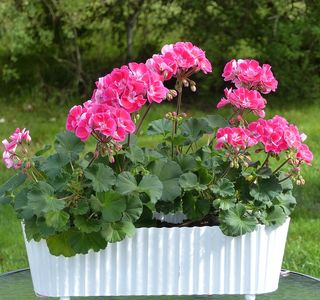 The Potted Geranium