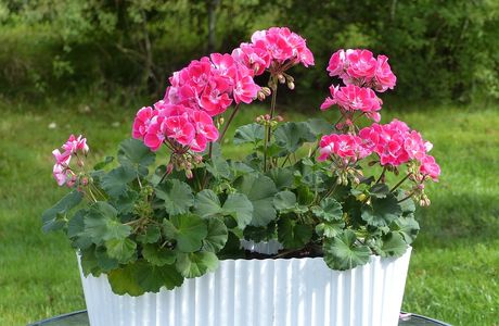 The Potted Geranium