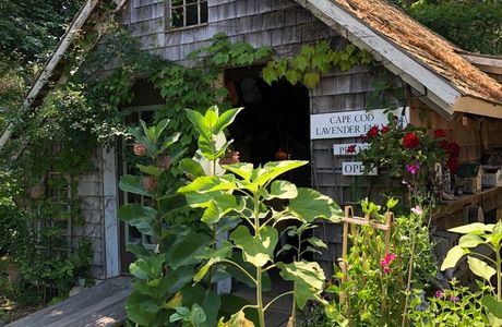 Cape Cod Lavender Farm