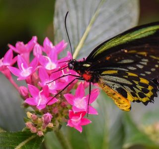 The Butterfly Place