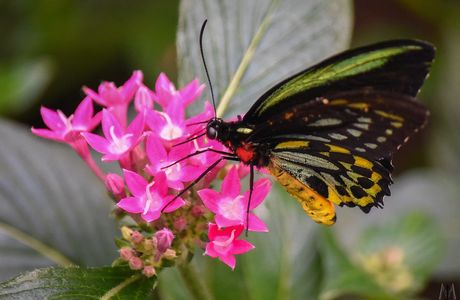 The Butterfly Place