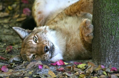 Big Cat Rescue