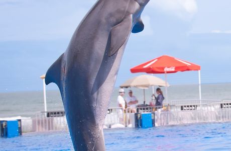 Marineland Dolphin Adventure