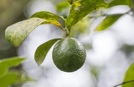 Lemon Tree Spa