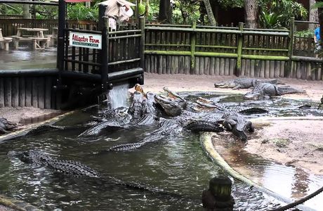 St. Augustine Alligator Farm Zoological Park