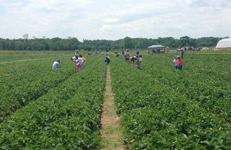 Von Thun's Country Farm Market