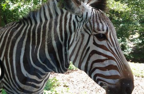 Wild Animal Safari