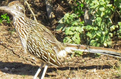 Laguna Atascosa National Wildlife Refuge