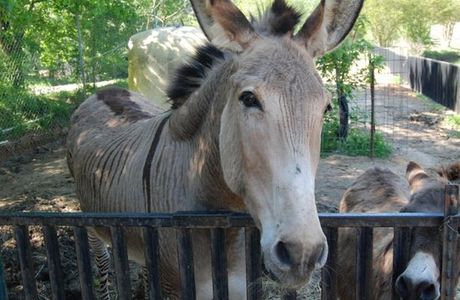 Hollywild Animal Park