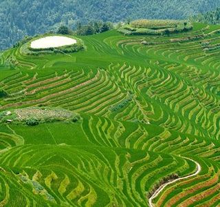 Longji Tea House and Plantation