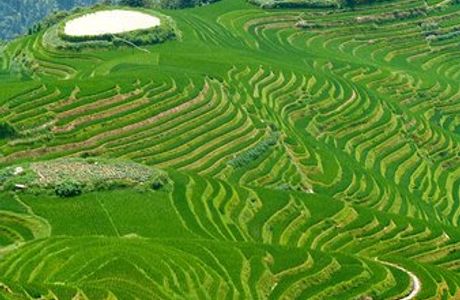 Longji Tea House and Plantation