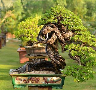 Jiangling Bonsai Garden