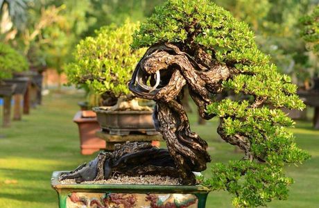 Jiangling Bonsai Garden