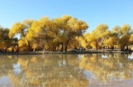 National Nature Reserve of Populus