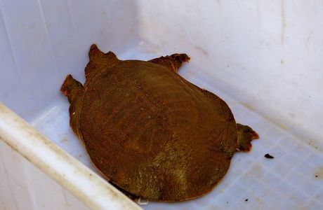 Giant Salamander Museum