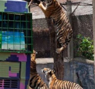 Wuhan Mt. Jiufeng Forest Zoo