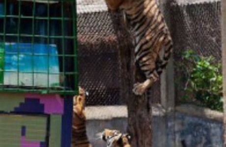 Wuhan Mt. Jiufeng Forest Zoo