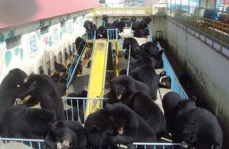 Heibao Bear Paradise