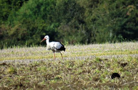 White Stork River Drifting