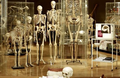 Museum of Anatomy