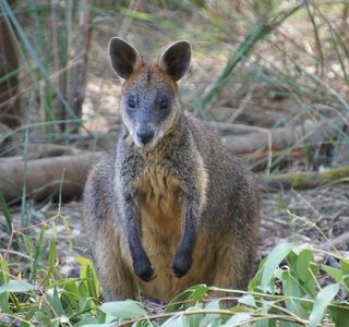 Wallaby Track
