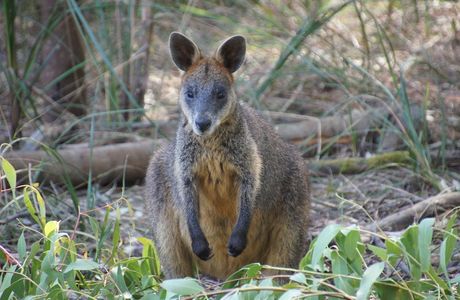 Wallaby Track