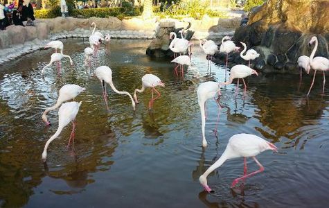 Al Areen Wildlife Park & Reserve 1