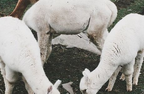 Les Alpagas de la Ferme Norli
