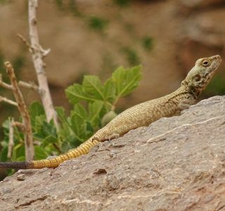Lizards Land